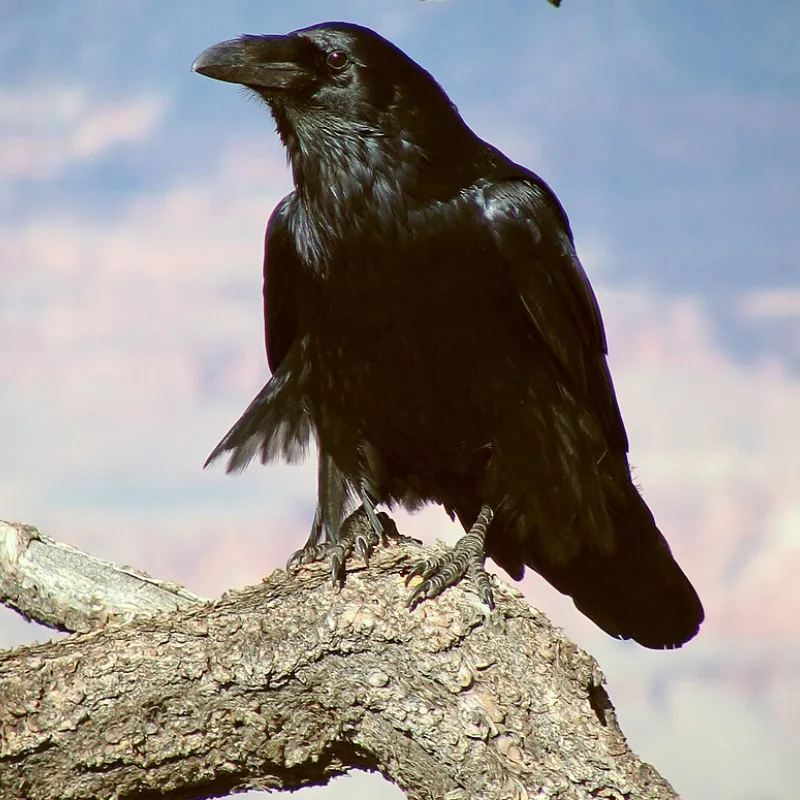 Corvo imperiale
